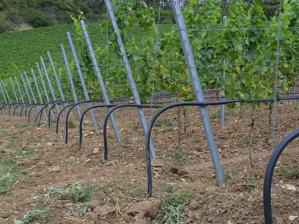 Tropfbewässerung entlang der Rebzeilen im Weinberg